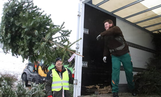 Fuhre um Fuhre luden die Helfer auf dem Abladeplatz in Oeckinghausen hunderte Weihnachtsbäume ab. Insgesamt waren rund 100 Helfer bei der Aktion dabei (Foto: Salzmann)